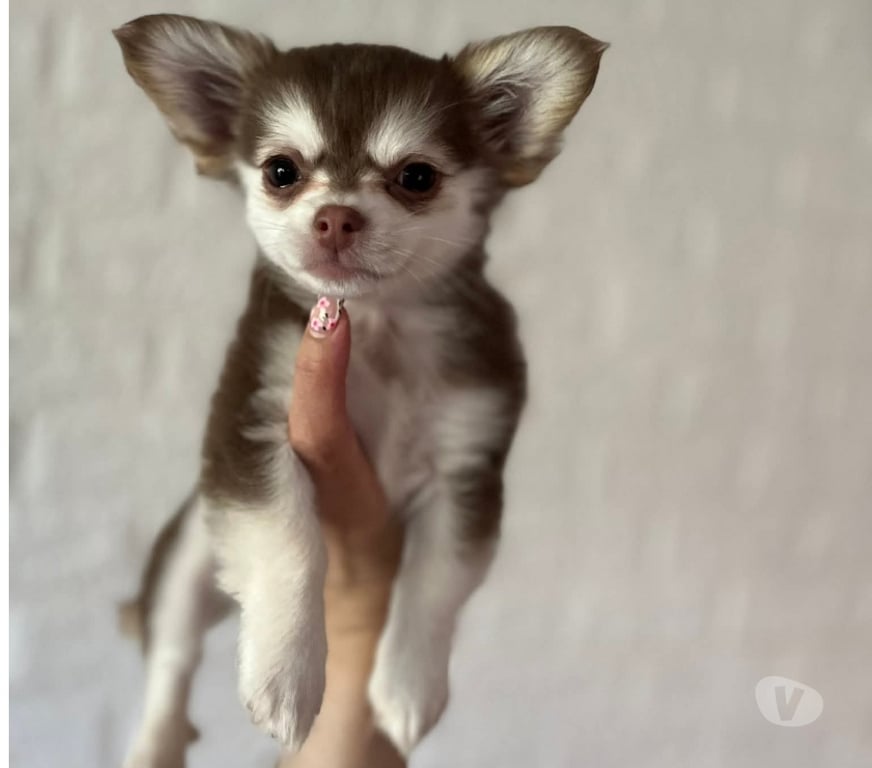 Gatos en Venta San Antonio El Quisco - Fotos de Lindos chihuahuas