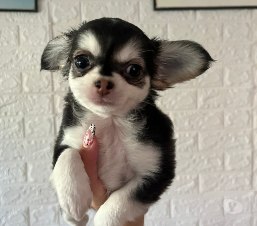 Gatos en Venta San Antonio El Quisco - Fotos de Lindos chihuahuas