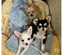 Lindos chihuahuas