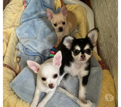 Gatos en Venta El Quisco San Antonio - Fotos de Lindos chihuahuas