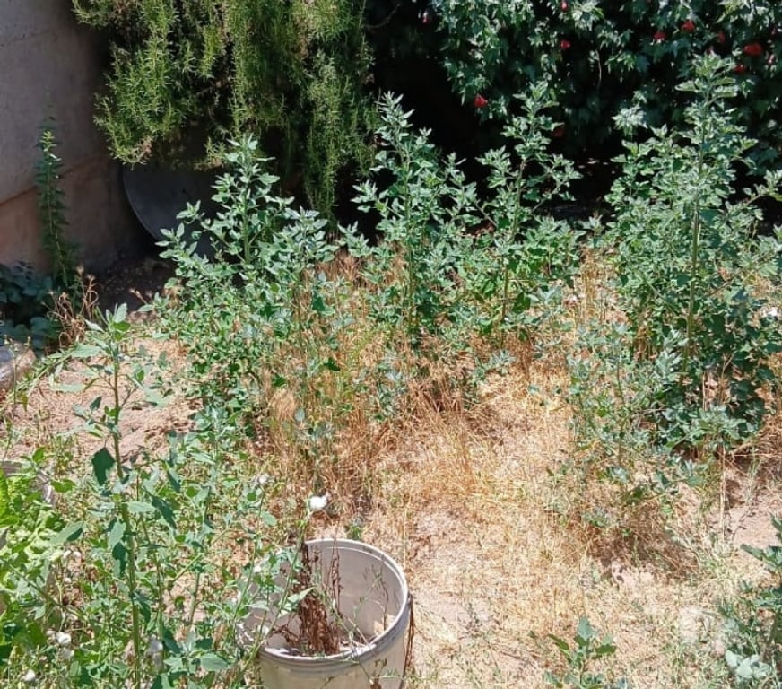 Bienes Raices San Felipe de Aconcagua San Felipe - Fotos de VENDO CASA SOLIDA 3D 1B EN $ 275 MIL MENSUALES SAN FELIPE