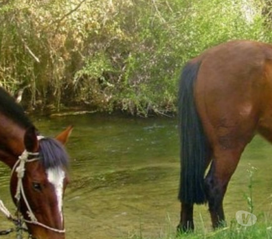 Arriendos Vacaciones Elqui Paihuano - Fotos de VALLE DEL ELQUI,ALCOHUAZ DOMOS ,PISCINA RIO