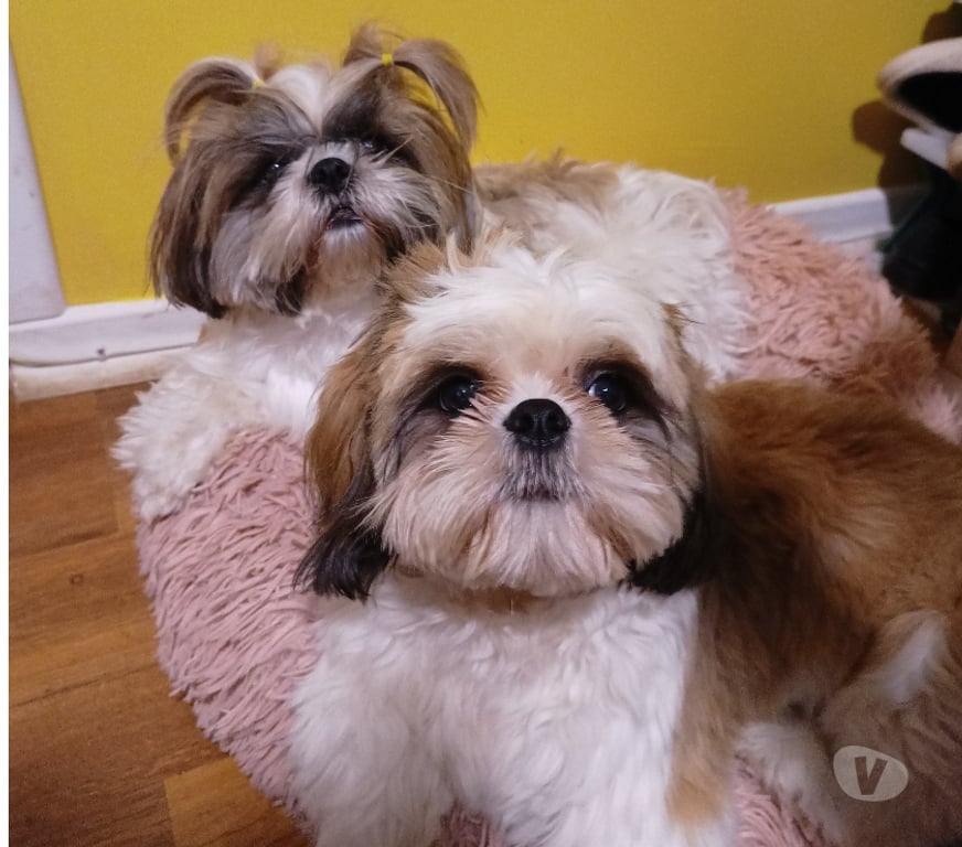 Gatos en Venta Valparaíso Valparaíso - Fotos de Cachorros Shih tzu adorables