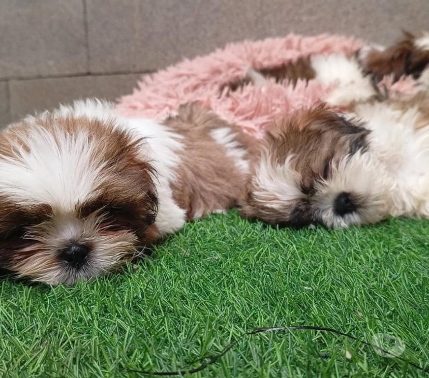 Gatos en Venta Valparaíso Valparaíso - Fotos de Cachorros Shih tzu adorables