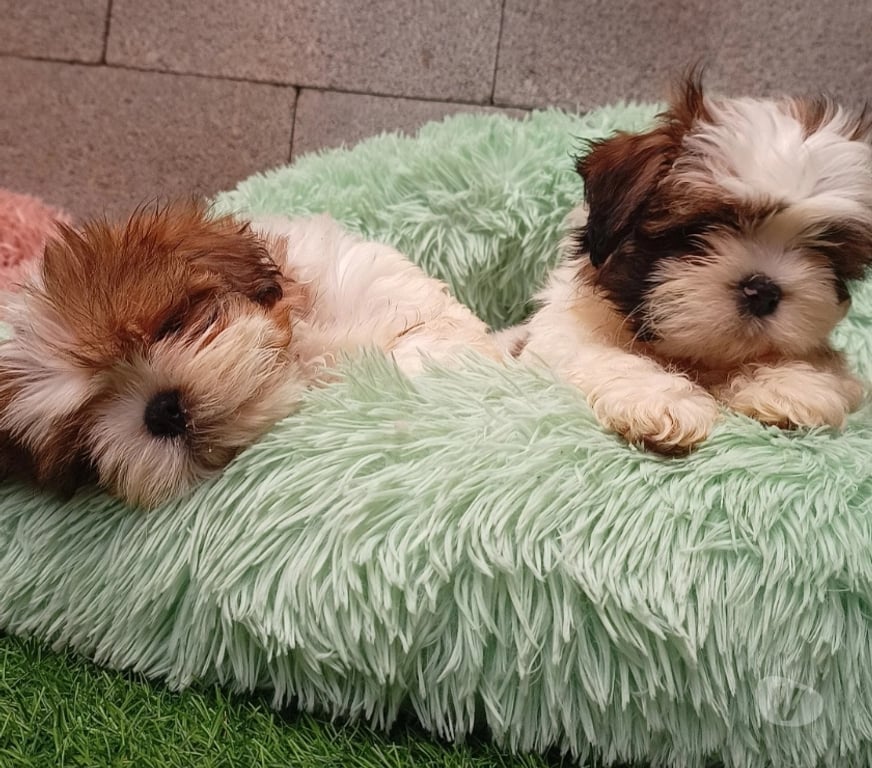Gatos en Venta Valparaíso Valparaíso - Fotos de Cachorros Shih tzu adorables