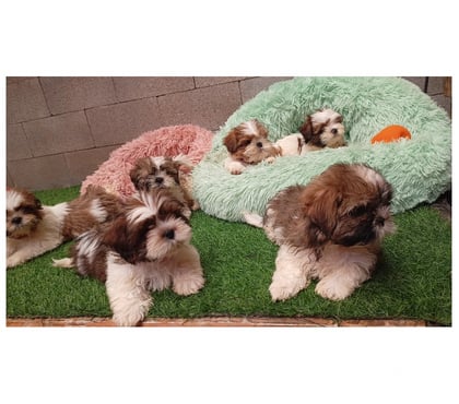 Perros en Venta Valparaíso Valparaíso - Fotos de Cachorros Shih tzu adorables