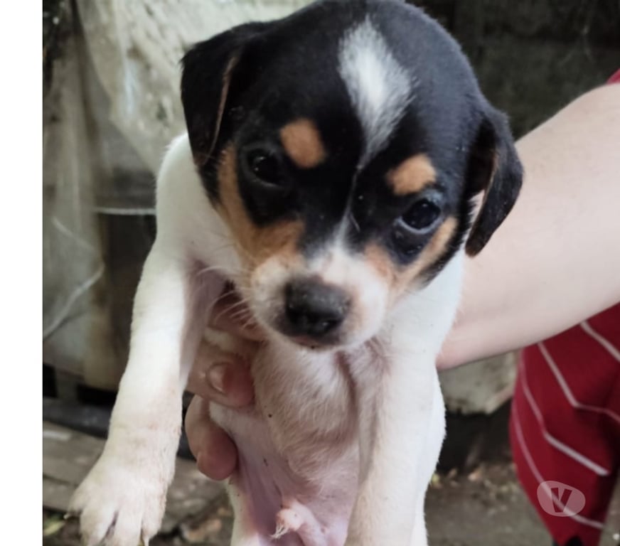 Adopción ed Animales Ñuble Chillán - Fotos de doy en adopción cachorro fox terrier