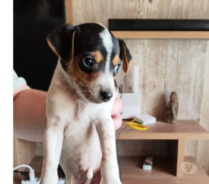 Adopción de Perros Chillán Ñuble - Fotos de doy en adopción cachorro fox terrier