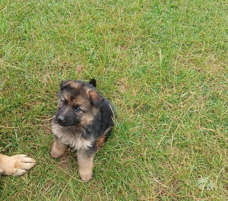 Gatos en Venta Llanquihue Puerto Montt - Fotos de Pastores alemán