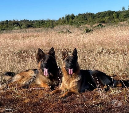Mascotas en Chile Puerto Montt Llanquihue - Fotos de Pastores alemán