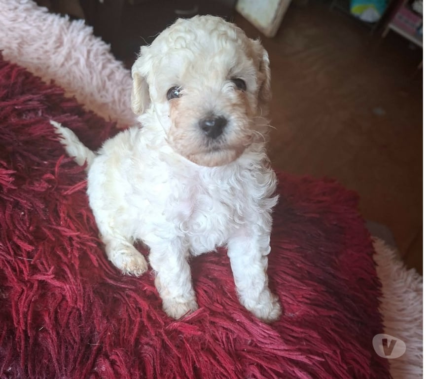 Gatos en Venta Valparaíso Villa Alemana - Fotos de Bellos cachorritos Poodle Toy