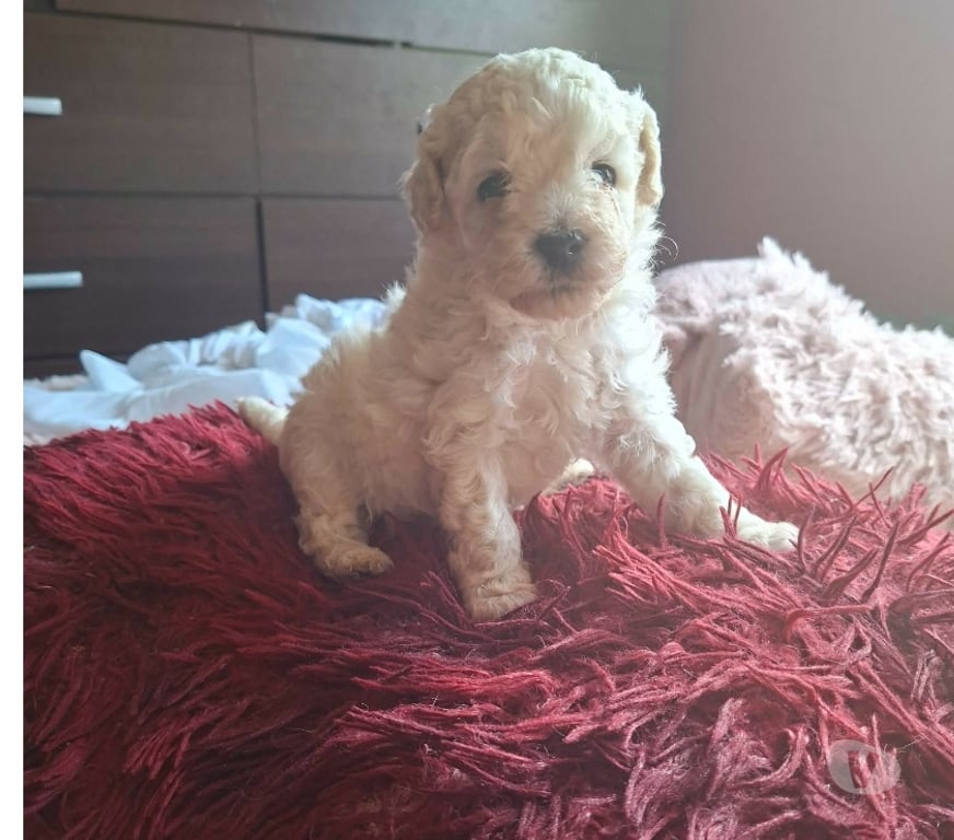 Gatos en Venta Valparaíso Villa Alemana - Fotos de Bellos cachorritos Poodle Toy