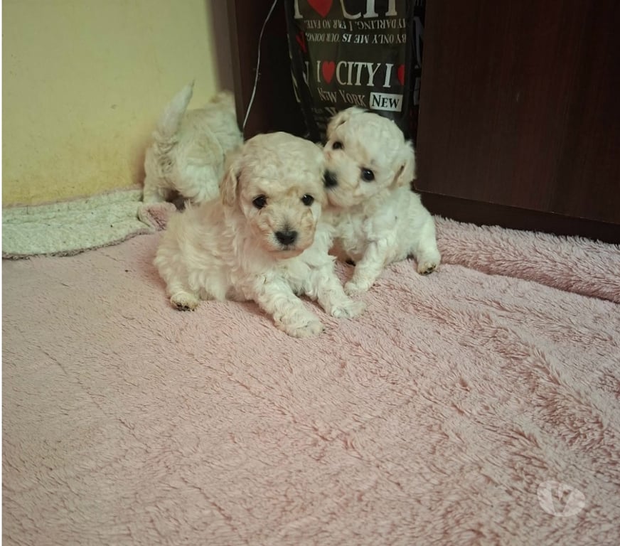 Gatos en Venta Valparaíso Villa Alemana - Fotos de Bellos cachorritos Poodle Toy
