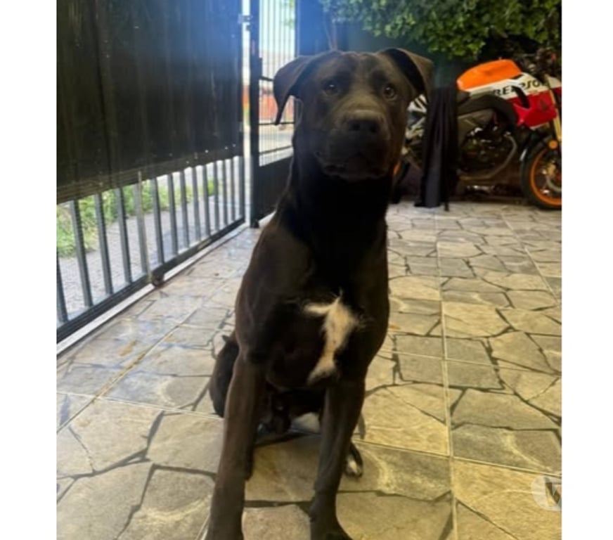 Adopción ed Animales Santiago Peñalolén - Fotos de SE DA EN ADOPCIÓN PERRO COMBINACIÓN PITBULL-LABRADOR