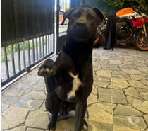 SE DA EN ADOPCIÓN PERRO COMBINACIÓN PITBULL-LABRADOR