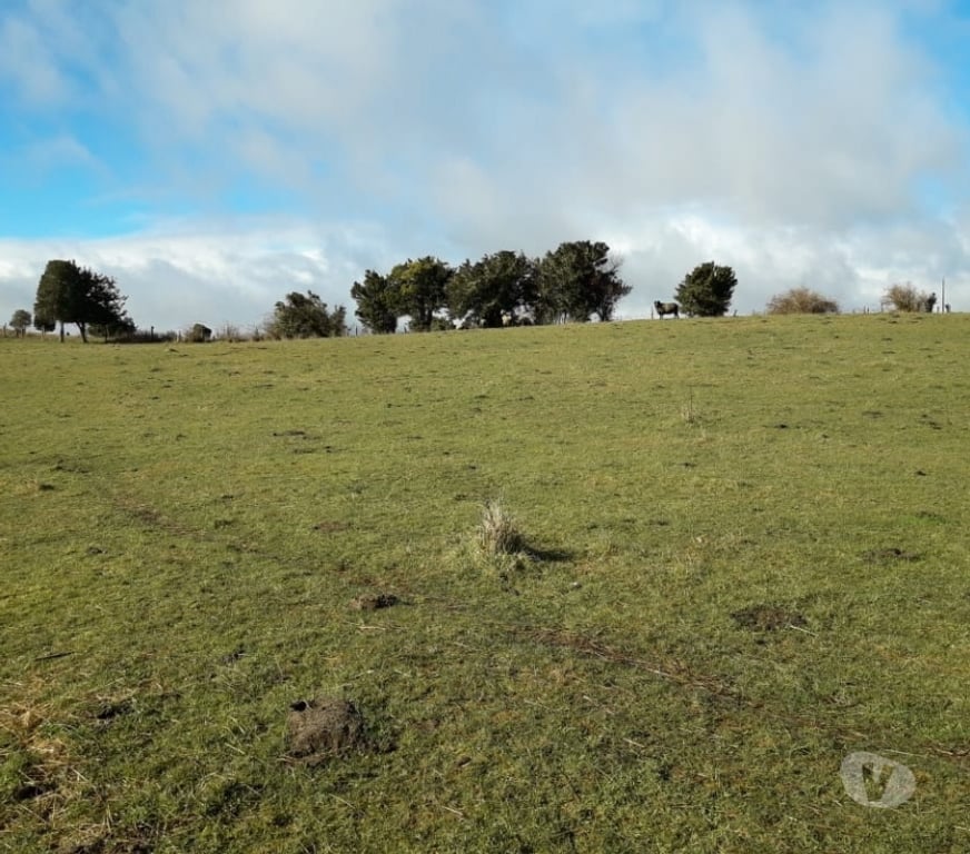 Parcelas en Venta Llanquihue Fresia - Fotos de VENTA DE 17 HECTAREAS EN FRESIA.