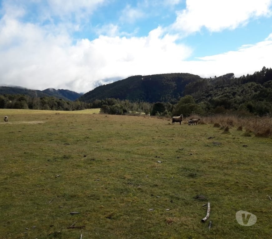 Parcelas en Venta Llanquihue Fresia - Fotos de VENTA DE 17 HECTAREAS EN FRESIA.