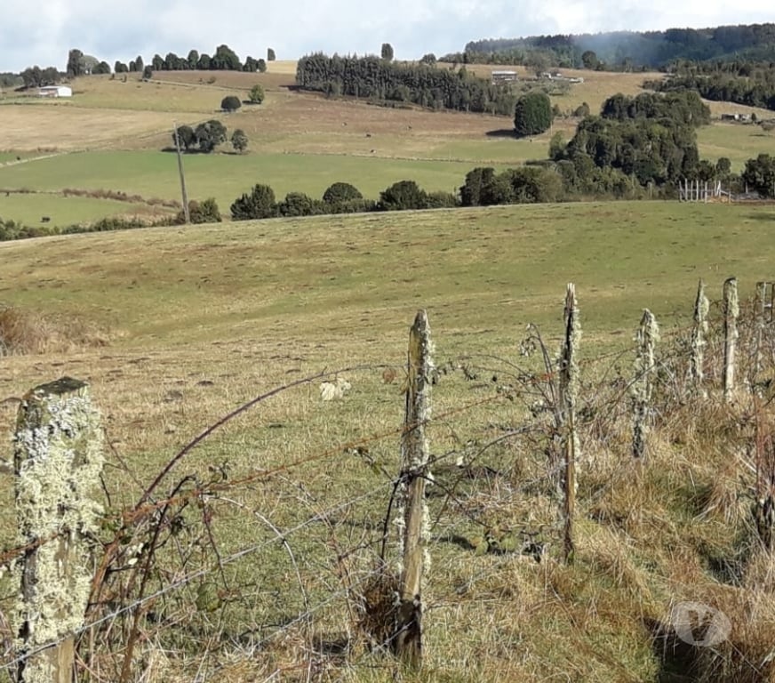 Parcelas en Venta Llanquihue Fresia - Fotos de VENTA DE 17 HECTAREAS EN FRESIA.