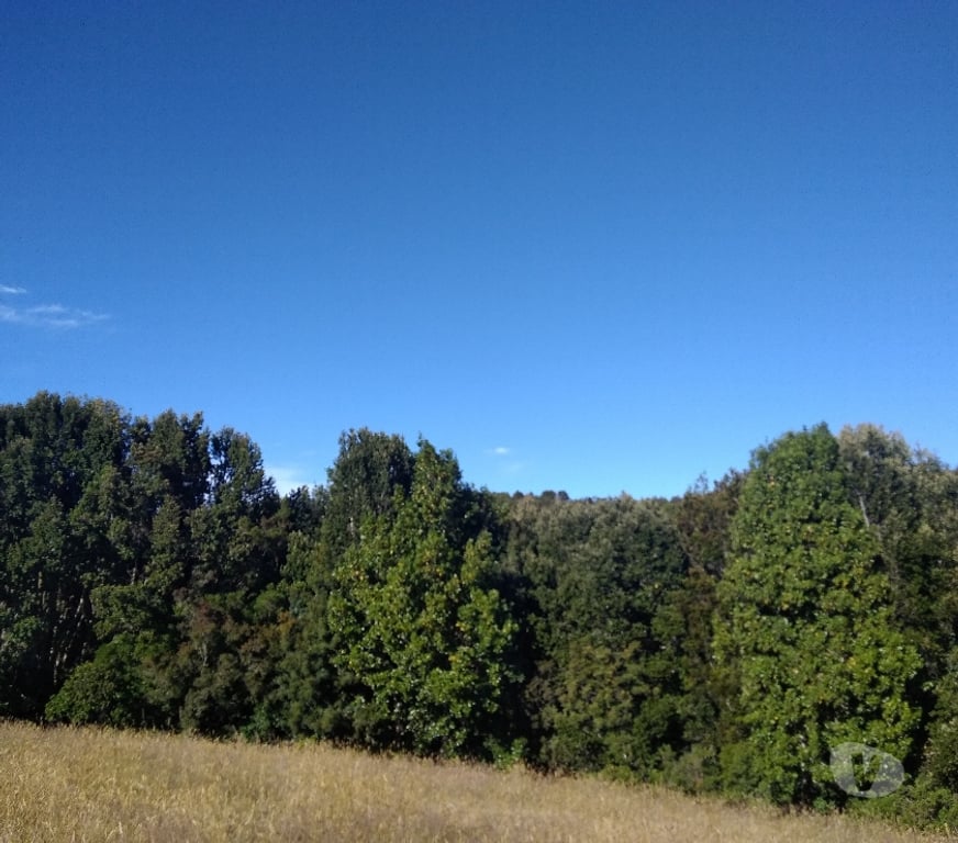 Parcelas en Venta Llanquihue Fresia - Fotos de VENTA DE 17 HECTAREAS EN FRESIA.