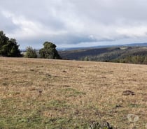 VENTA DE 17 HECTAREAS EN FRESIA.