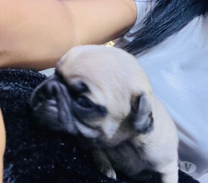 Mascotas en Venta La Granja Santiago - Fotos de Venta de pug recién nacidos