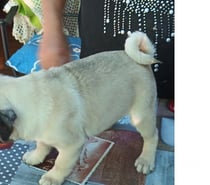 Cachorros pug 2 meses y medio