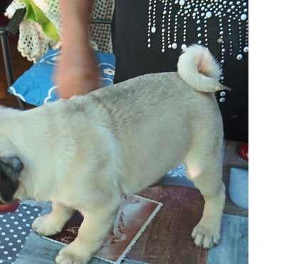 Perros en Venta Macul Santiago - Fotos de Cachorros pug 2 meses y medio