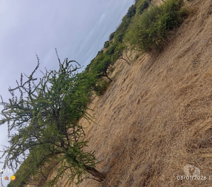 Parcelas en Venta Cardenal Caro Litueche - Fotos de Parcela 5000mts2, San Roberto, Litueche