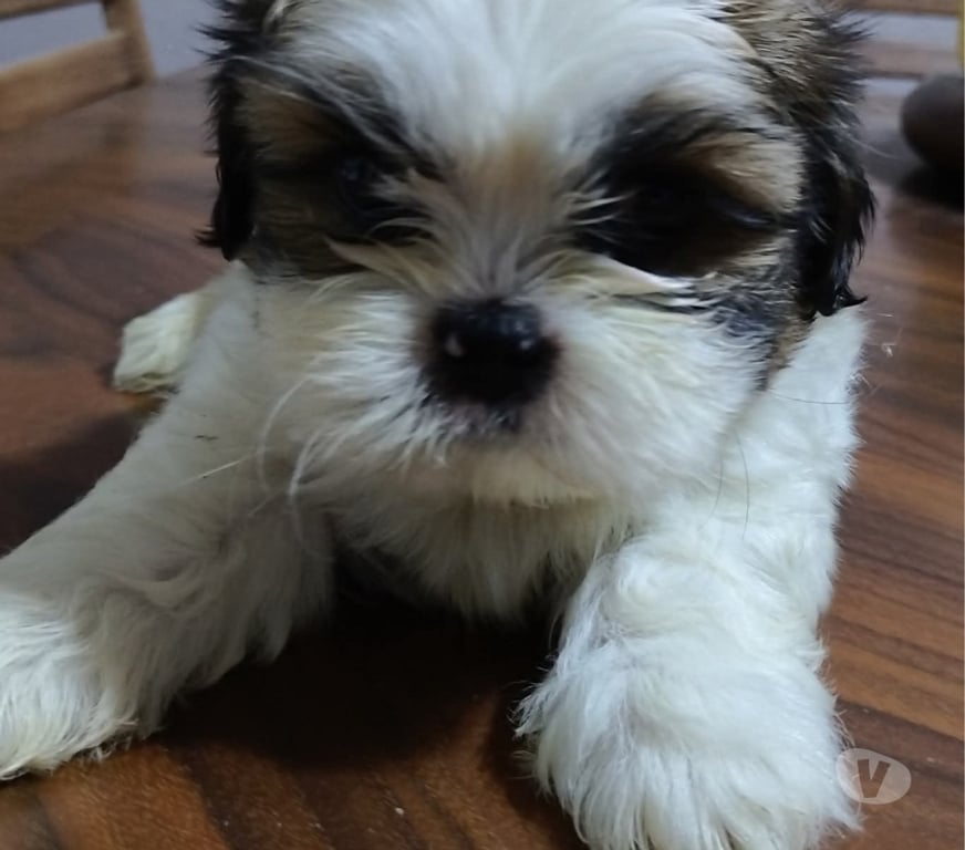 Gatos en Venta Valdivia Valdivia - Fotos de Hermosos shitzu