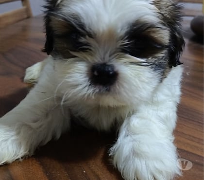 Perros en Venta Valdivia Valdivia - Fotos de Hermosos shitzu