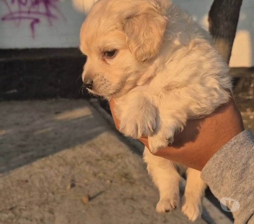 Gatos en Venta Valdivia Valdivia - Fotos de Bellos y lindos poodle toy