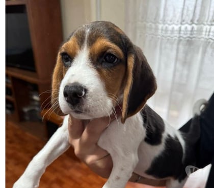 Gatos en Venta Valdivia Valdivia - Fotos de Beagles hermosos disponibles