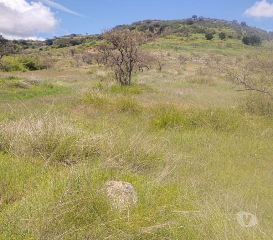 Parcelas en Venta Cardenal Caro Litueche - Fotos de PARCELA 5000MTS2 LITUECHE SOLO EFECTIVO !