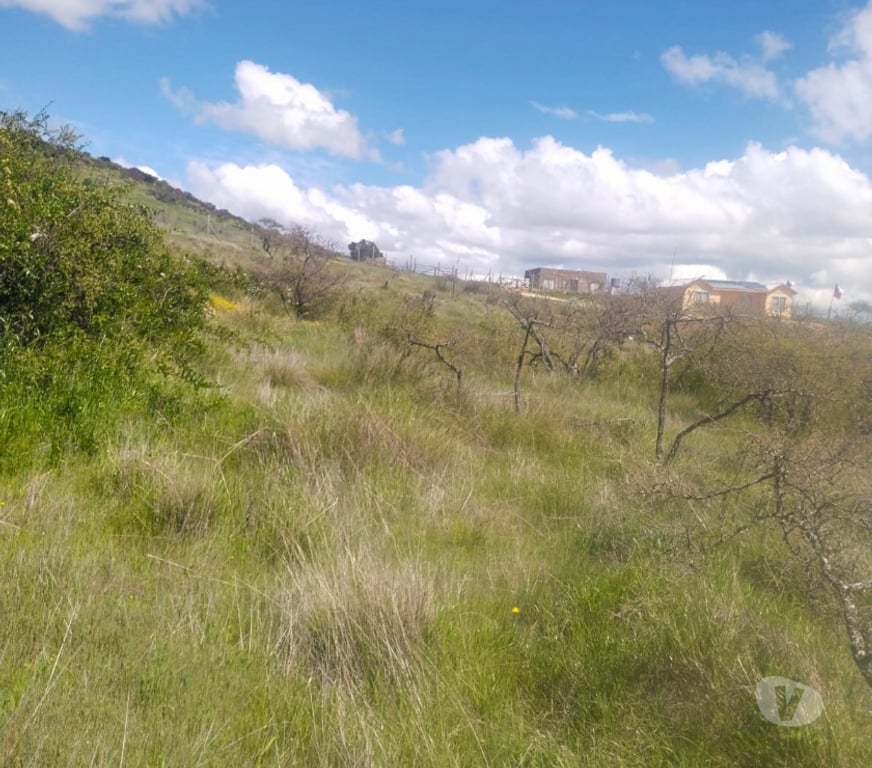 Parcelas en Venta Cardenal Caro Litueche - Fotos de PARCELA 5000MTS2 LITUECHE SOLO EFECTIVO !