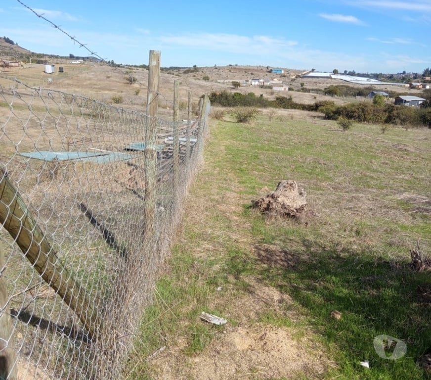 Parcelas en Venta Cardenal Caro Litueche - Fotos de PARCELA 5000 MTS2 LITUECHE SOLO EFECTIVO !