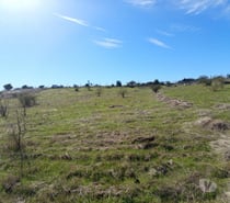 PARCELA 5000 MTS2 LITUECHE SOLO EFECTIVO !