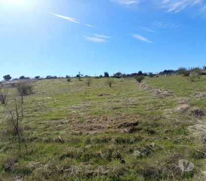 Terrenos Litueche Cardenal Caro - Fotos de PARCELA 5000 MTS2 LITUECHE SOLO EFECTIVO !