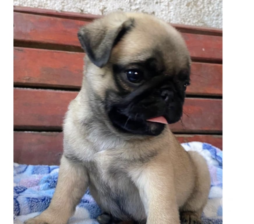 Gatos en Venta Linares Yerbas Buenas - Fotos de Pug cachorro $180.000