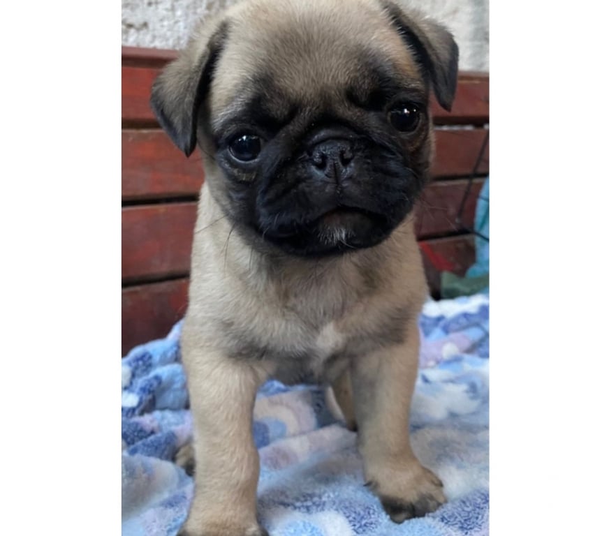 Gatos en Venta Linares Yerbas Buenas - Fotos de Pug cachorro $180.000
