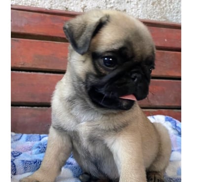 Mascotas en Chile Yerbas Buenas Linares - Fotos de Pug cachorro $180.000