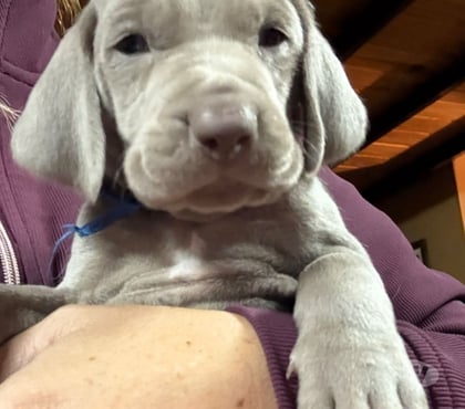 Mascotas en Venta Santiago Santiago - Fotos de Cachorros weimaraner