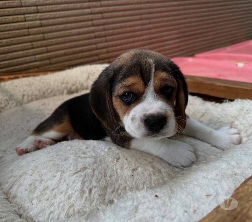 Gatos en Venta Santiago Santiago - Fotos de Beagles tri color