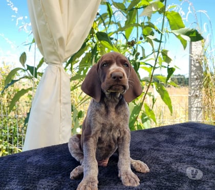 Venta de Mascotas Santiago Santiago - Fotos de Cachorros braco alemán