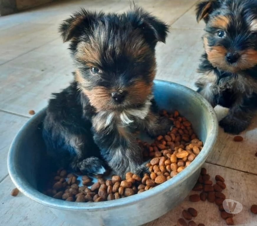 Gatos en Venta Santiago Santiago - Fotos de Yorkshire Terrier