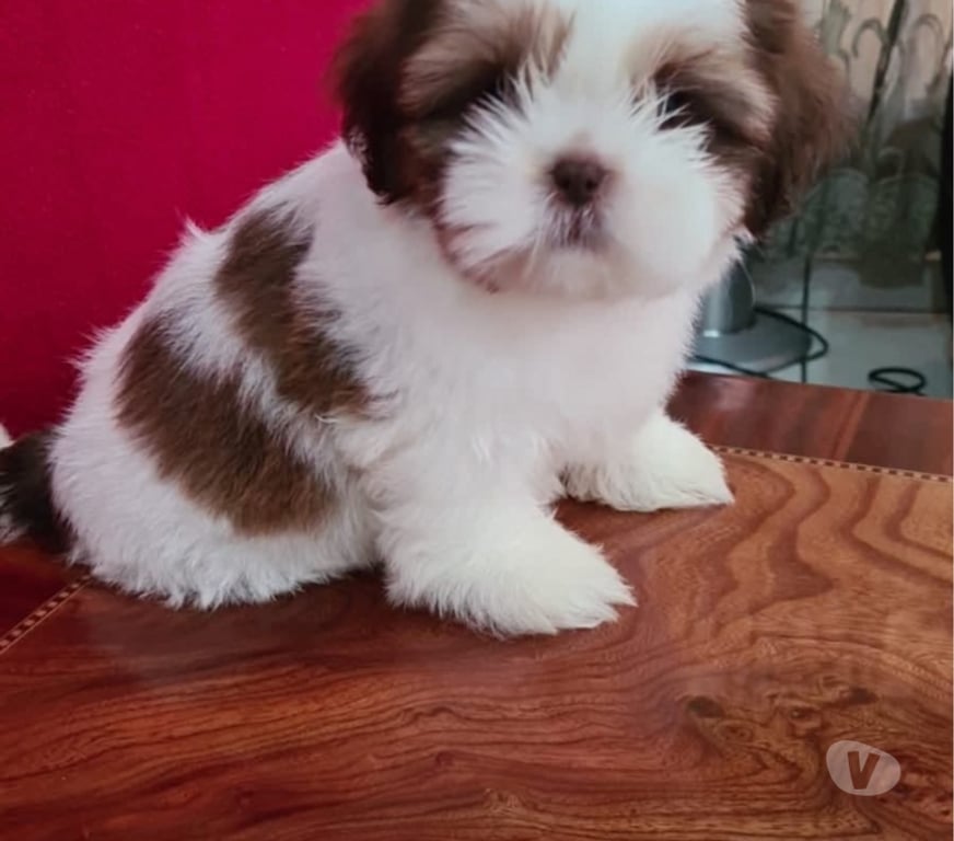Gatos en Venta Santiago Santiago - Fotos de Raza Shih tzu bellos