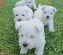 West cachorros vacunados