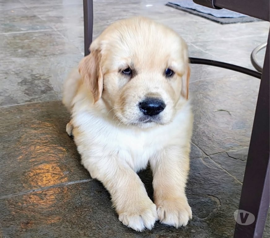 Gatos en Venta Santiago Santiago - Fotos de Golden retriever bellos