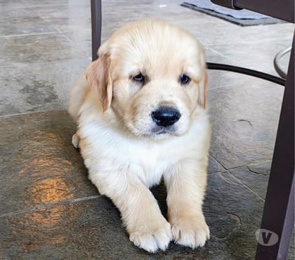 Mascotas en Chile Santiago Santiago - Fotos de Golden retriever bellos