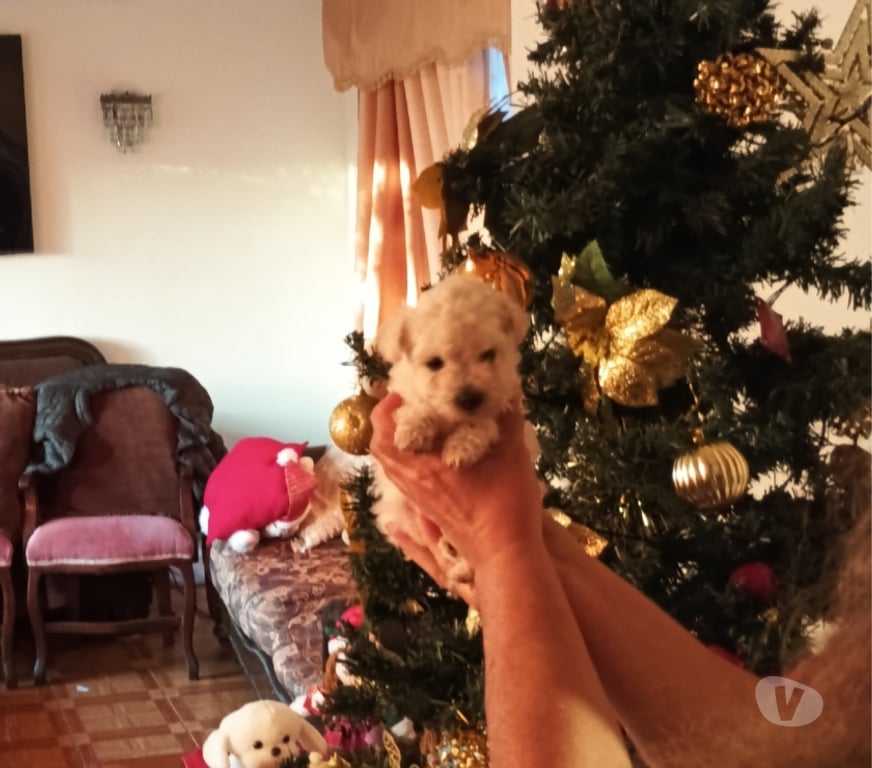 Gatos en Venta Valparaíso Villa Alemana - Fotos de Bellísima hembrita Poodle toy