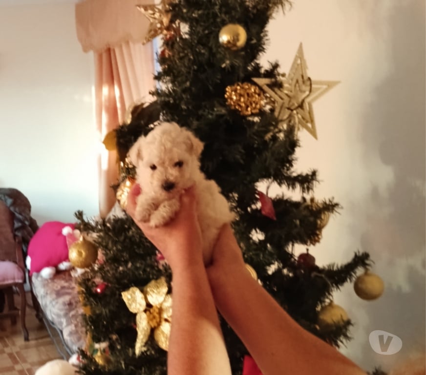 Gatos en Venta Valparaíso Villa Alemana - Fotos de Bellísima hembrita Poodle toy